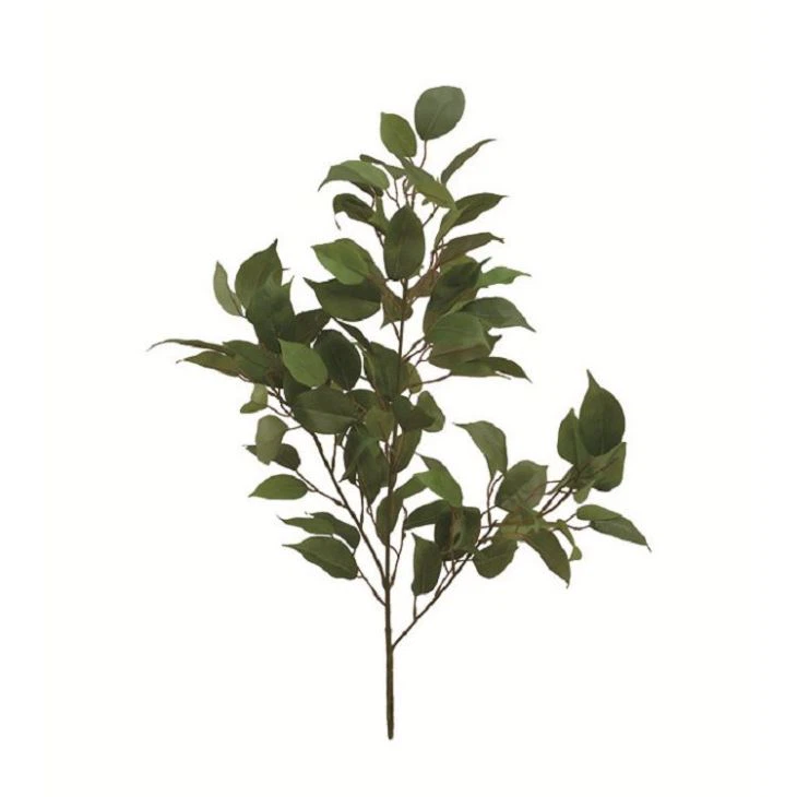 Decorative Ficus Tree