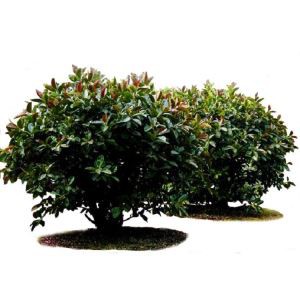Artificial Rubber Tree