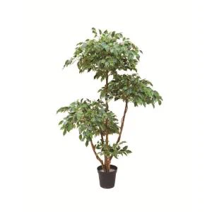 Decorative Ficus Tree