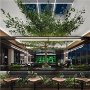 Artificial Ficus Trees For Hall